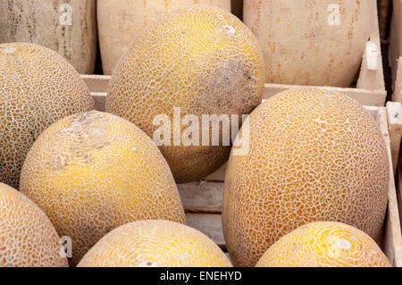 Melon or Cucumis melo plant family Cucurbitaceae cucurbitaceous culture Stock Photo