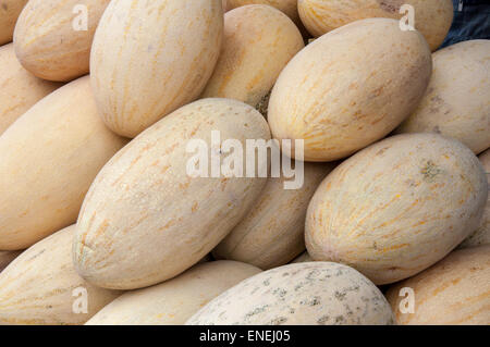 Melon or Cucumis melo plant family Cucurbitaceae cucurbitaceous culture Stock Photo