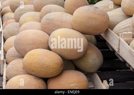 Melon or Cucumis melo plant family Cucurbitaceae cucurbitaceous culture Stock Photo