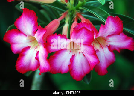 Stock image of close-up flower Stock Photo