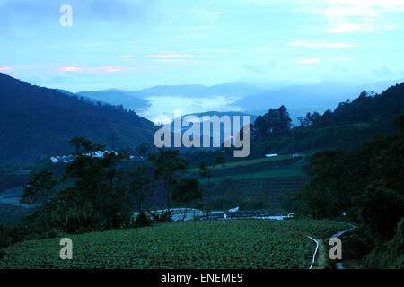 Tea plantation at the Cameron Highland, Malaysia Stock Photo