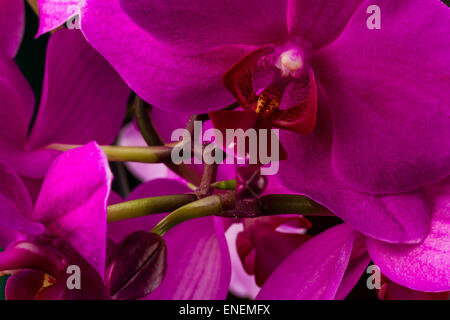 wonderfull red orchid on dark background Stock Photo