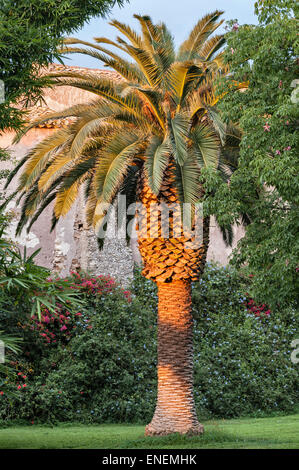 Sicily, Italy - the gardens of San Giuliano near Catania. A Canary Island date palm (Phoenix Canariensis) at sunset Stock Photo