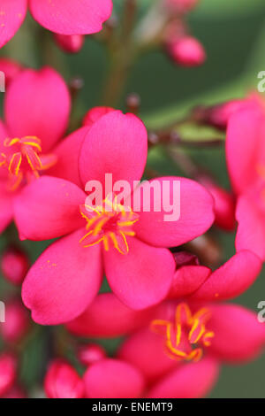 Stock image of close-up flower Stock Photo