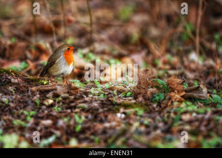 Robin bird in green grass posing in front of a blurred background Stock Photo