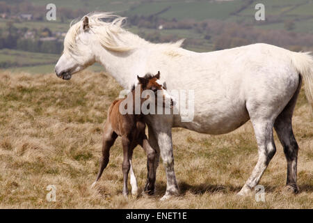 Hergest Ridge wild  white pony mare mother with young brown foal high up on the hills in May 2015 Stock Photo