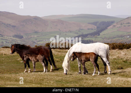 Hergest Ridge, near Kington, Herefordshire UK May 2015 Ponies mothers mares and young foals enjoy the fine dry weather today high up on the 426m  - 1,397 feet tall Hergest Ridge with temperatures of 15c and light winds. Hergest Ridge straddles the border between England and Wales ( Herefordshire and Powys ). The ponies graze freely along the ridge and the track of the Offa’s Dyke path. Stock Photo