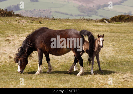 Pony mare and younf foal up on Hergest Ridge near Kington Herefordshire UK.  May 2015. Enjoy the spring sunshine high up on the 426m  - 1,397 feet tall Hergest Ridge which straddles the border between England and Wales ( Herefordshire and Powys ). The ponies graze freely along the ridge and the track of the Offa’s Dyke path. Stock Photo