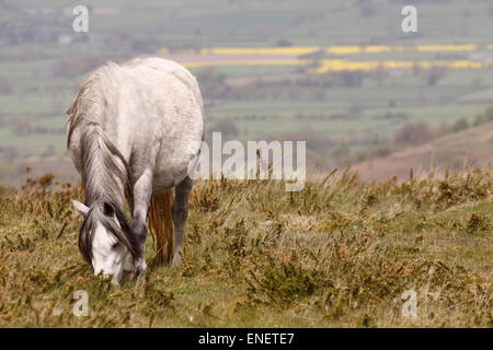 Hergest Ridge, near Kington, Herefordshire UK May 2015. A pony enjoys the grazing on a day of fine dry weather high up on the 426m  - 1,397 feet tall Hergest Ridge with temperatures of 15c and light winds. Hergest Ridge straddles the border between England and Wales ( Herefordshire and Powys ). The ponies graze freely along the ridge and the track of the Offa’s Dyke path. Stock Photo