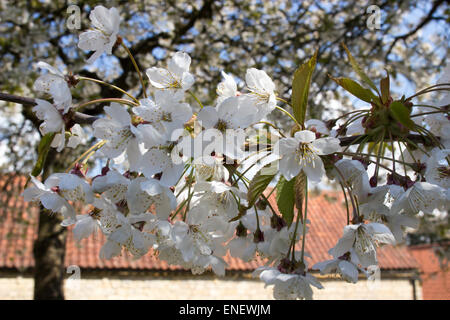 Apple blossom in spring Stock Photo