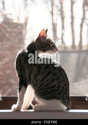 Kitten sitting in window. Stock Photo