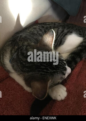 Sleeping kitten with sunlit ear. Stock Photo