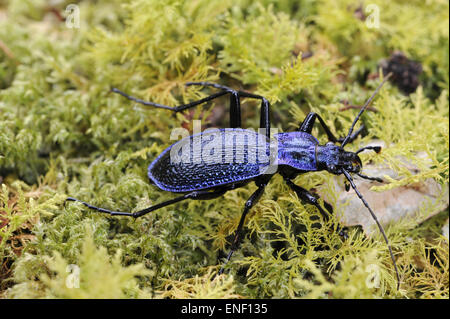 Blue Ground Beetle - Carabus intricatus Stock Photo