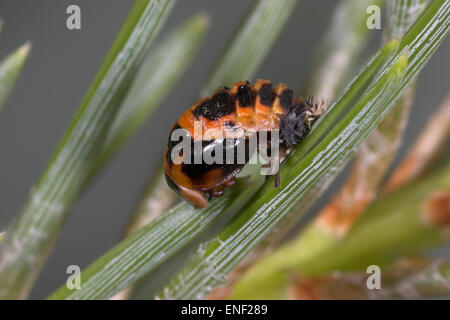 Harlequin Ladybird pupa - Harmonia axyridis Stock Photo