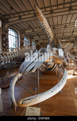 Gallery Paleontology, Natural History Museum, Paris Stock Photo