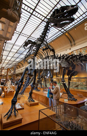 Galeries d'Anatomie comparée et de Paléontologie. Gallery Paleontology, Natural History Museum, Paris Stock Photo