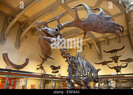Galeries d'Anatomie comparée et de Paléontologie. Gallery Paleontology, Natural History Museum, Paris Stock Photo