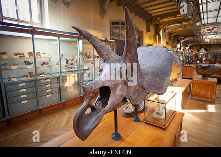 Triceratops skull - Galeries d'Anatomie comparée et de Paléontologie Gallery Paleontology, Natural History Museum, Paris Stock Photo