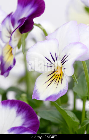 Viola cornuta ' Penny Primrose Picotee' Stock Photo