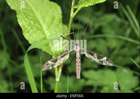 Cranefly - Tipula maxima Stock Photo