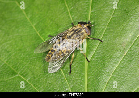 Band-eyed Brown Horse Fly - Tabanus bromius Stock Photo