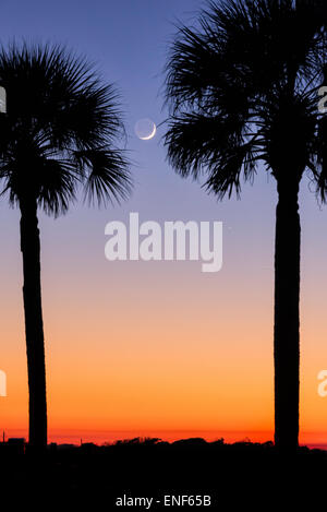 Palmetto trees and crescent moon at dusk. Stock Photo