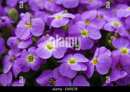 Aubrieta Axcent Light Blue (Axcent Series). Aubretia flowers in Spring. Stock Photo