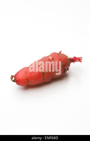 Oxalis tuberosa. A single red New Zealand yam seed tuber ready for planting. Stock Photo