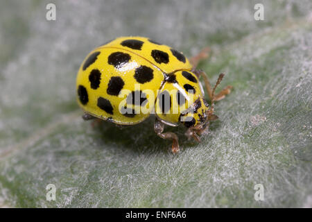 22-spot Ladybird - Psyllobora 22-punctata Stock Photo