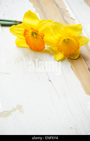 Yellow daffodill flower on the old wooden table Stock Photo