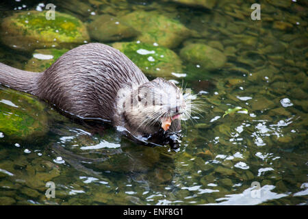 Otter eating fish Stock Photo