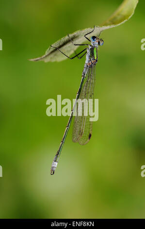 Emerald Damselfly Lestes sponsa Stock Photo - Alamy