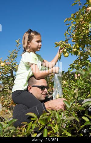 Man with little girl sitting on his shoulders picking apples from a tree in an American orchard Stock Photo