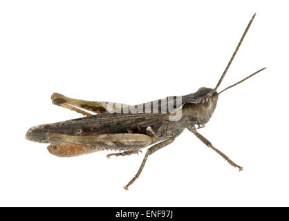 Common Field Grasshopper male - Chorthippus brunneus Stock Photo