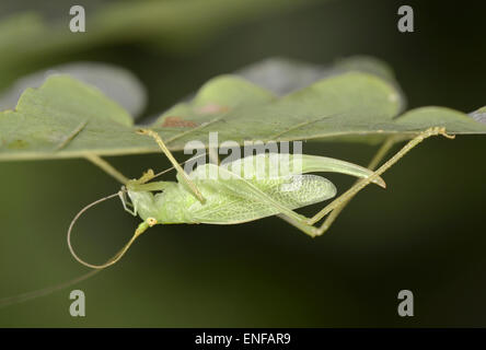 Oak Bush-cricket - Meconema thalassinium - female Stock Photo