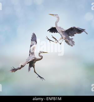Two Great Blue Herons In Flight Stock Photo