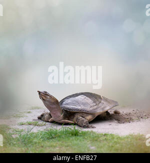 Female Florida Softshell Turtle  Laying  Eggs Stock Photo