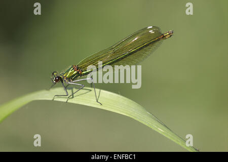 Banded Demoiselle - Calopteryx splendens - female Stock Photo