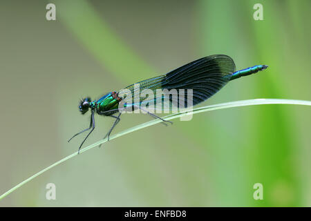 Banded Demoiselle - Calopteryx splendens - male Stock Photo