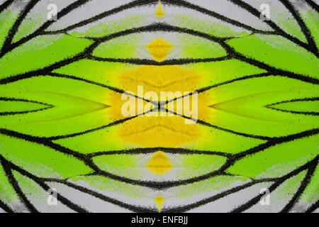 Beautiful multicolor pattern background texture made from Painted Jezebel Butterfly (Delias hyparete) Stock Photo