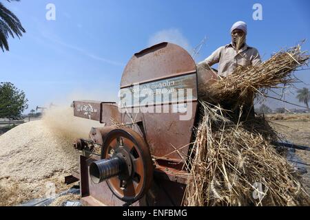 (150504) -- FAYOUM, May 4, 2015 (Xinhua) -- An Egyptian farmer works at a wheat field in the village of Deska, Fayoum, about 130 kilometers south-west to Cairo, Egypt, on May 4, 2015. Egypt's wheat crop will reach 10 million tons this season and the Egyptian government has developed a plan for the production of wheat to satisfy over 80% of its domestic need by 2030. Egypt is the world's largest wheat importer, which usually purchases around 10 million tons of wheat per year from international markets and uses a mixture of domestic and imported wheat for its subsidized bread program. (Xinhua/Ah Stock Photo
