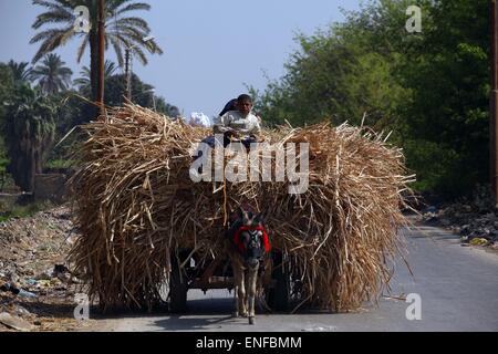 (150504) -- FAYOUM, May 4, 2015 (Xinhua) -- An Egyptian farmer works at a wheat field in the village of Deska, Fayoum, about 130 kilometers south-west to Cairo, Egypt, on May 4, 2015. Egypt's wheat crop will reach 10 million tons this season and the Egyptian government has developed a plan for the production of wheat to satisfy over 80% of its domestic need by 2030. Egypt is the world's largest wheat importer, which usually purchases around 10 million tons of wheat per year from international markets and uses a mixture of domestic and imported wheat for its subsidized bread program. (Xinhua/Ah Stock Photo