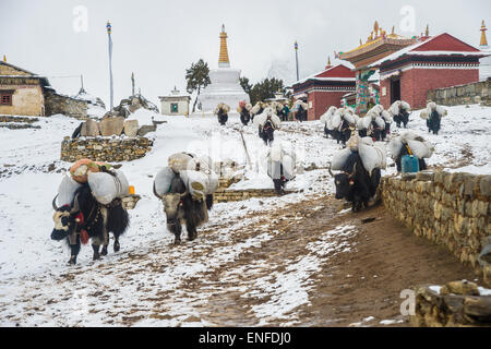 A herd of Dzos (Yak Hybrids) walking on the snow in Nepal, in front of Tengboche monastery Stock Photo