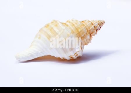 Seashell on white background Stock Photo
