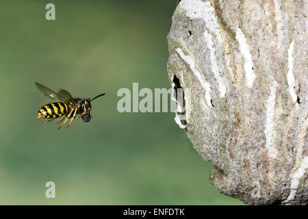 Saxon Wasp - Dolichovespula saxonica flying to nest Stock Photo