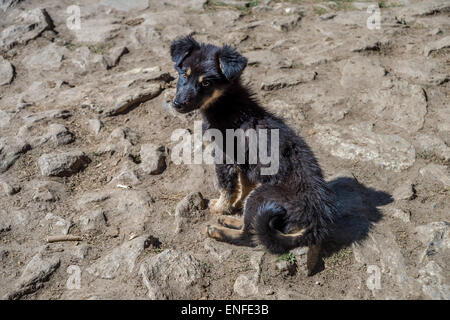 Abandoned sad puppy in Nepal Stock Photo