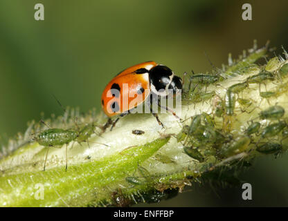 Adonis Ladybird -  Adonia variegata eating aphid. Stock Photo