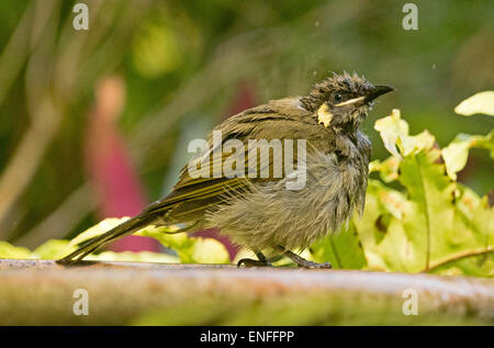 Australian brown honeyeater, Lichmera indistincta, on edge of bird bath with feathers soaking wet after bathing in water Stock Photo