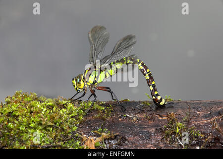 Southern Hawker Dragonfly - Aeshna cyanea - egg laying Stock Photo