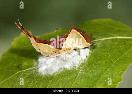 Puss moth larva Cerura vinula with parsaitoid cocoons of Cotesis affinis Stock Photo